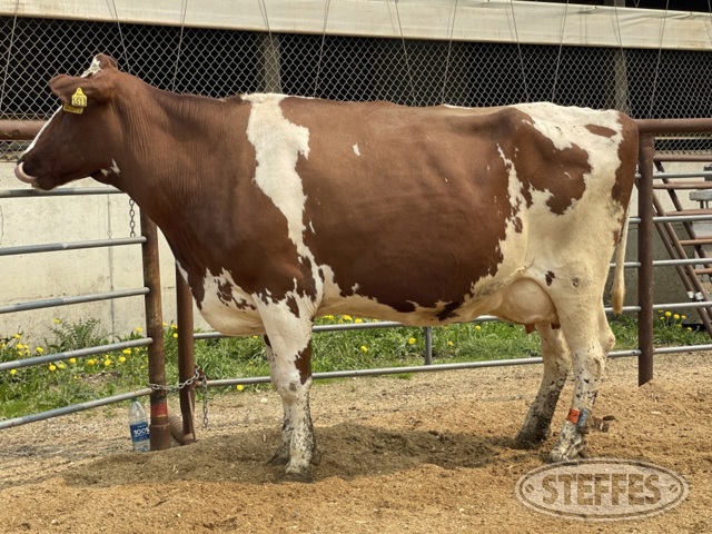 (7 Head) Holstein cows